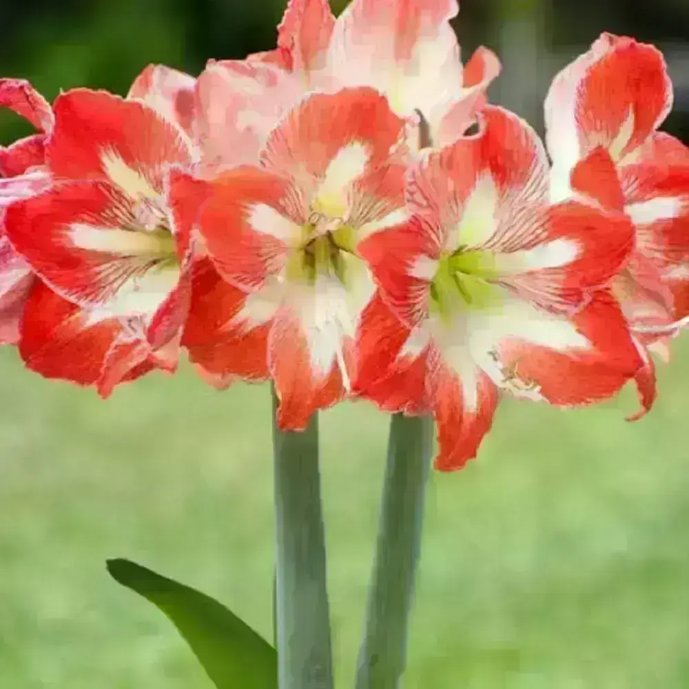 cores de flores