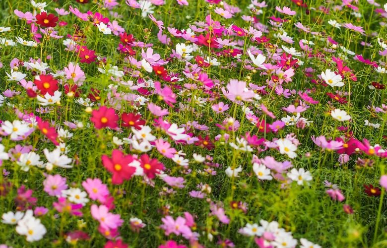 significado do sobrenome Flores