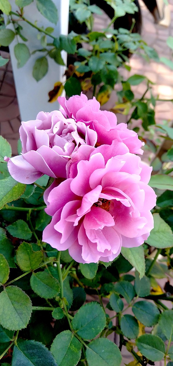 canção Flores Melim