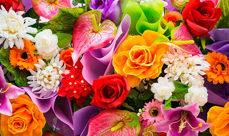 canção Flores Melim