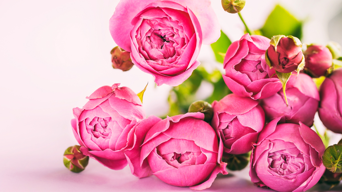 erros comuns ao cuidar de flores em vaso