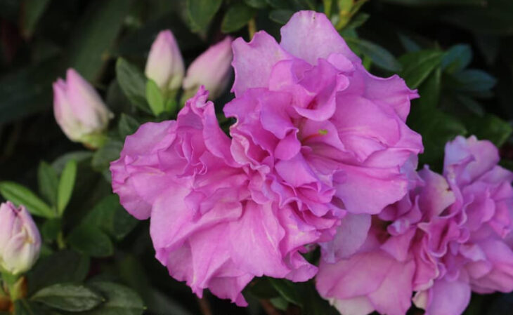 rosa vs tulipa qual escolher