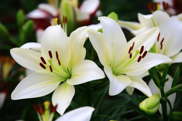 flores que desabrocham à noite