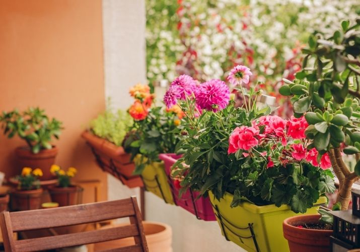 plantas para ambientes com pouca luz