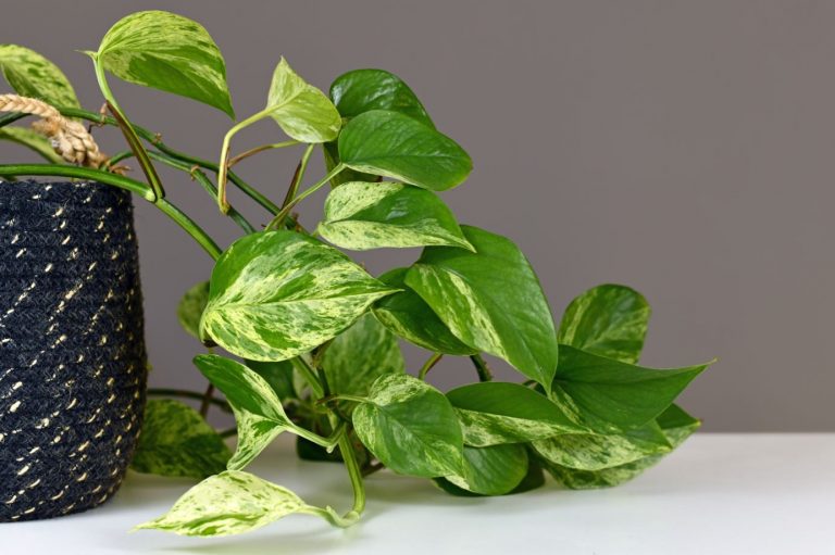 plantas para escritório