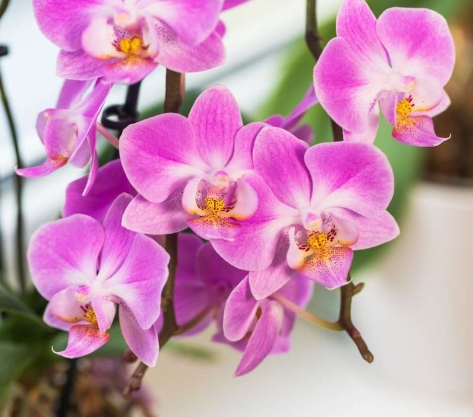vasos decorativos para plantas