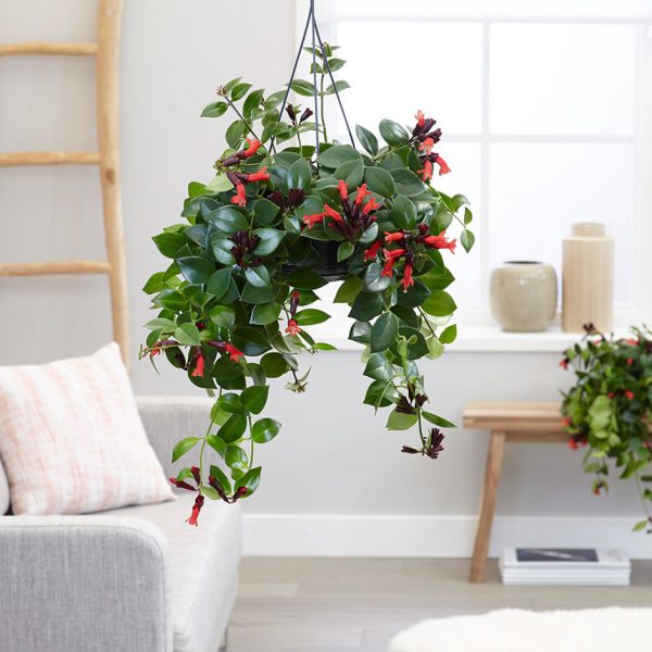 plantas para escritório