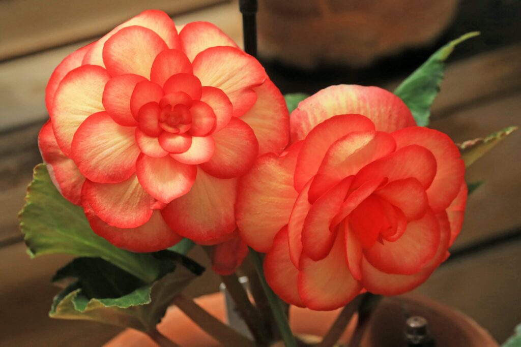 adubos para flores internas