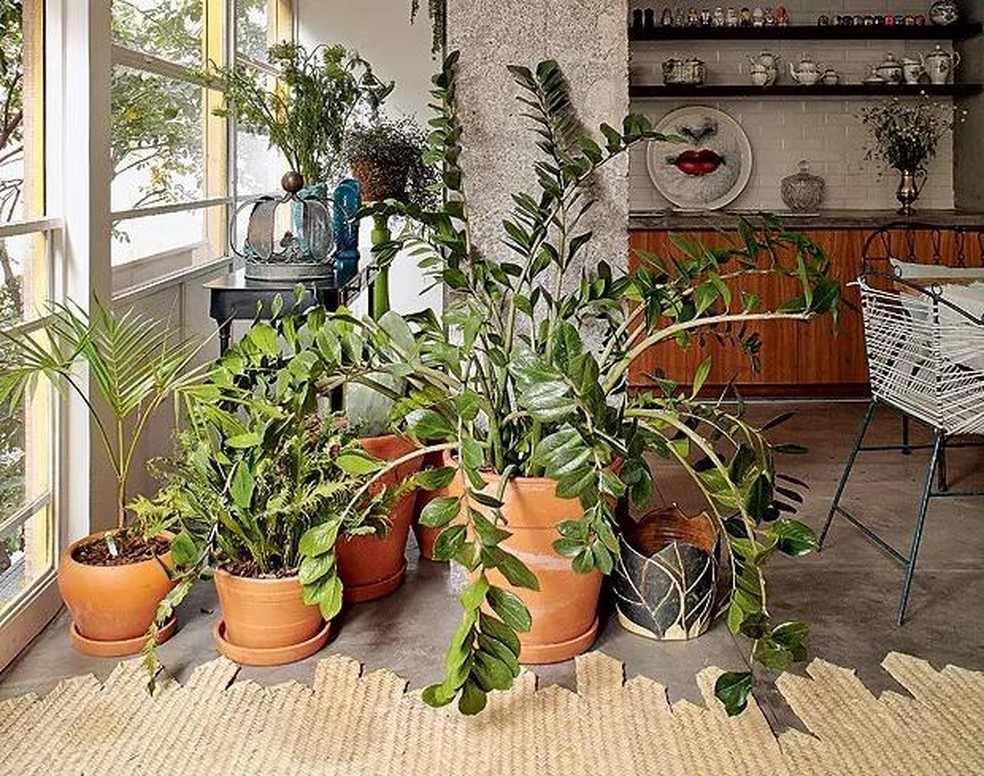 plantas que florescem o ano todo
