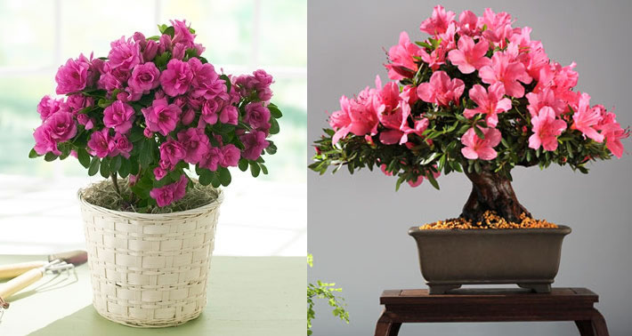 flores para ambientes com pouca luz