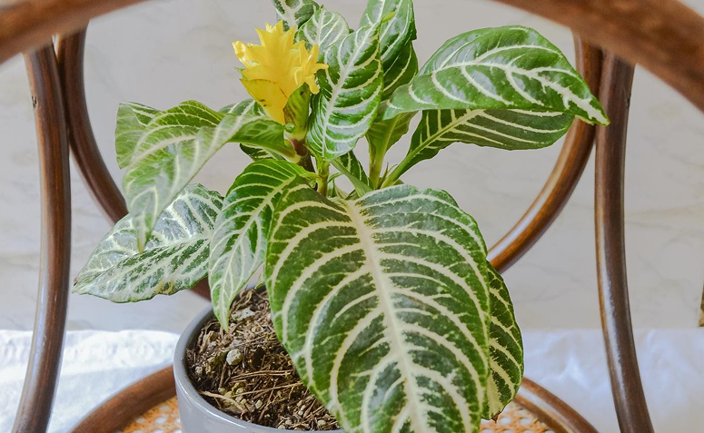 benefícios de ter plantas em casa