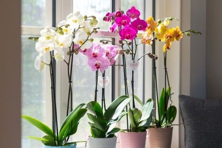 plantas floríferas para sala de estar