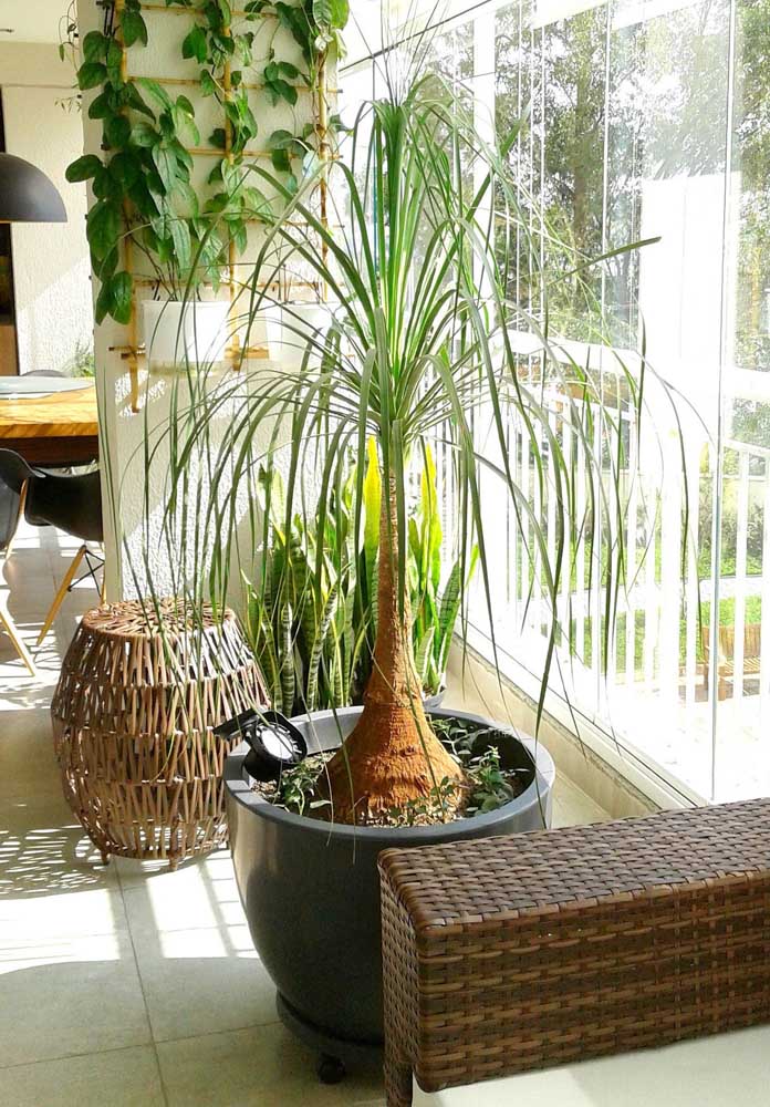 antúrio significado e cuidados