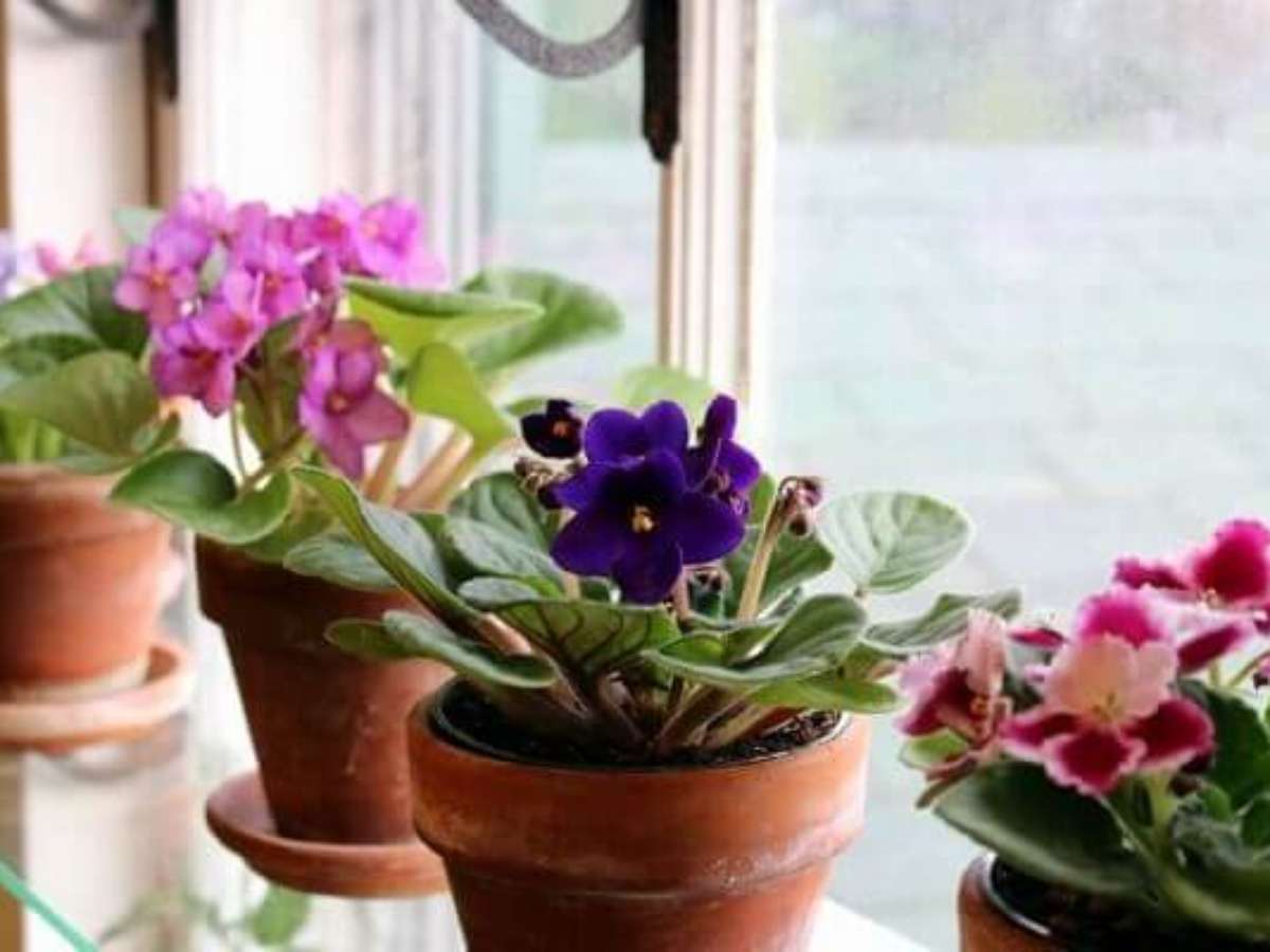 plantas de interior fáceis de cuidar