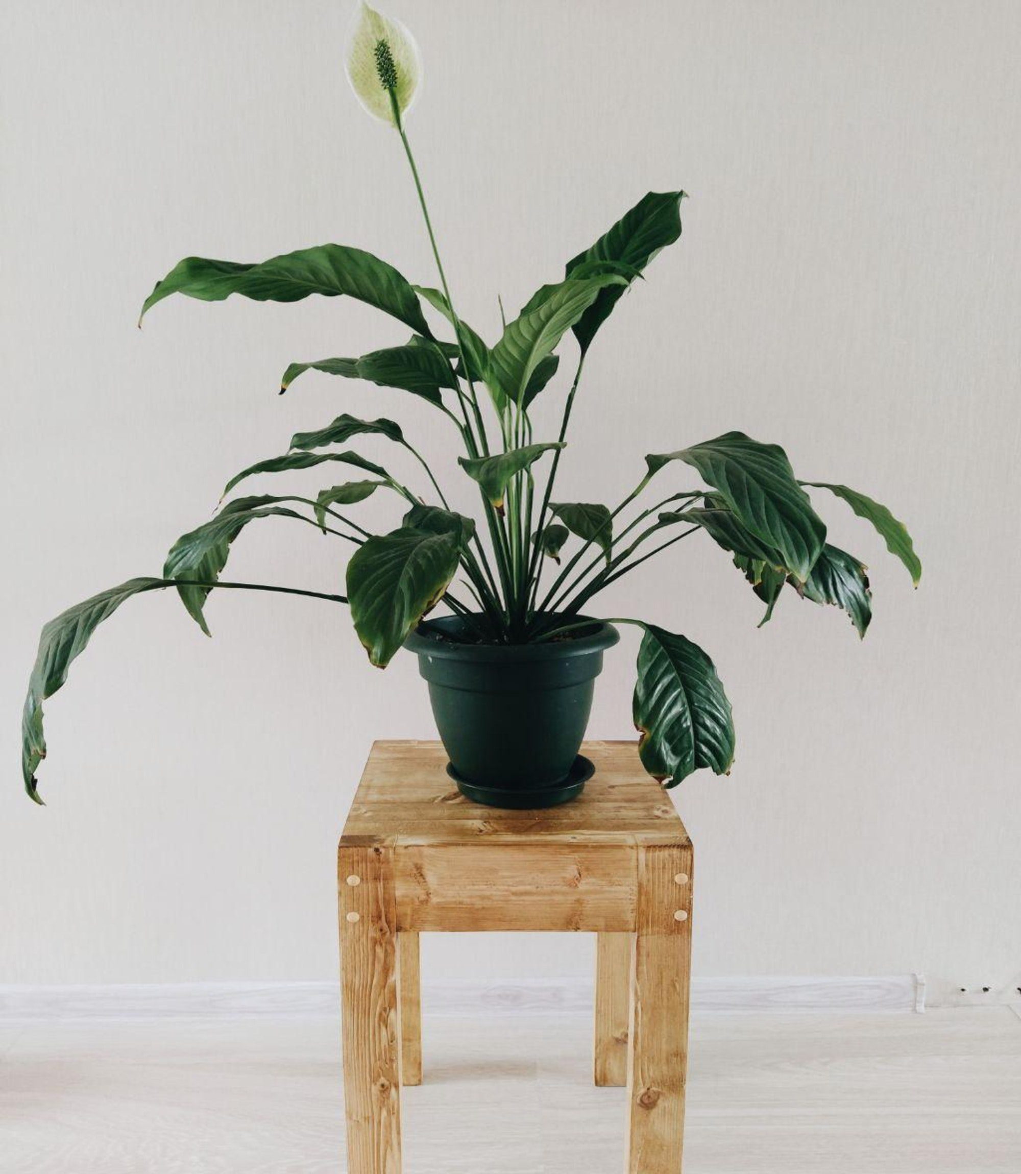 flores para apartamento com pouca luz