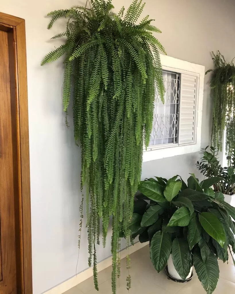 plantas de interior com flores