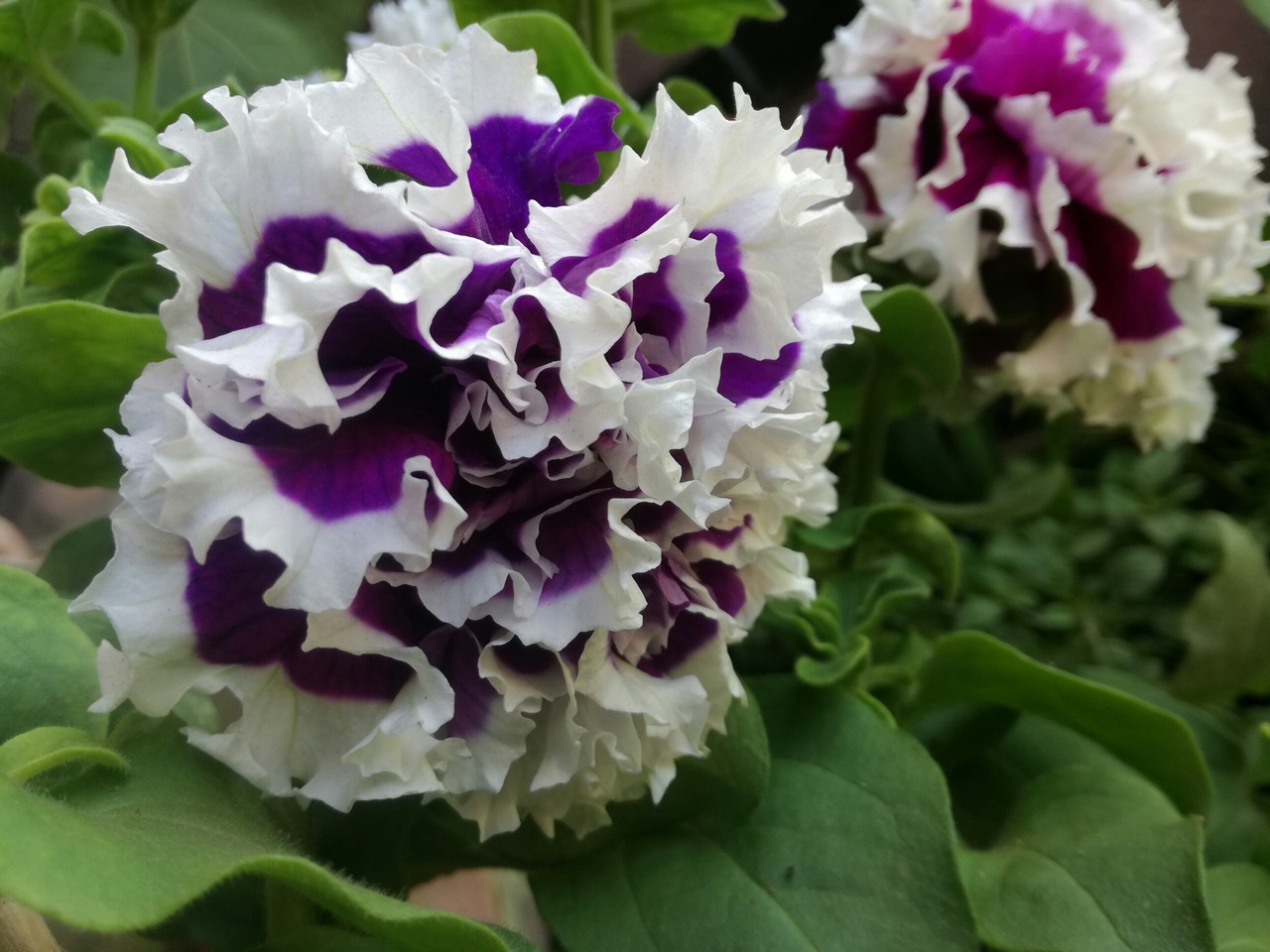 flores que purificam o ar