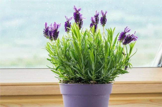 flores para apartamento com pouca luz