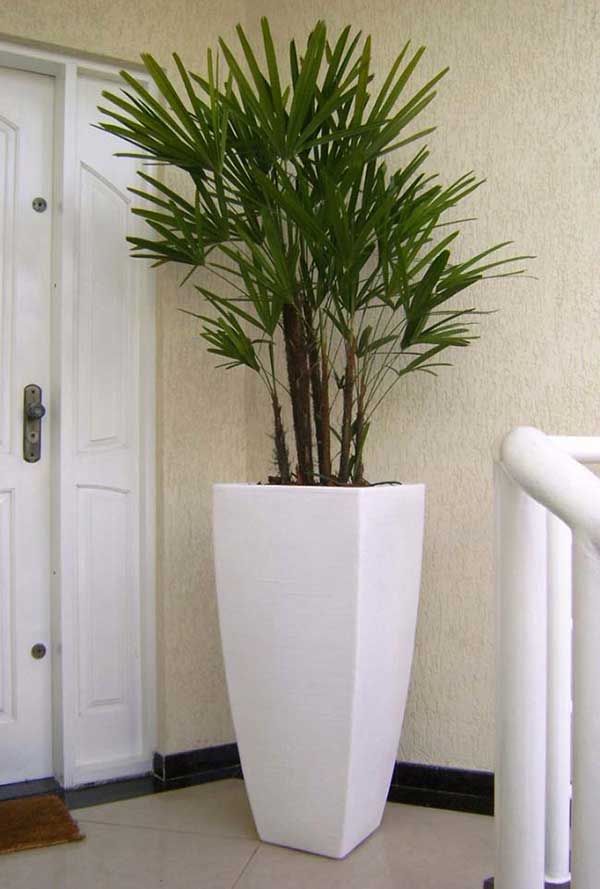 plantas de interior fáceis de cuidar