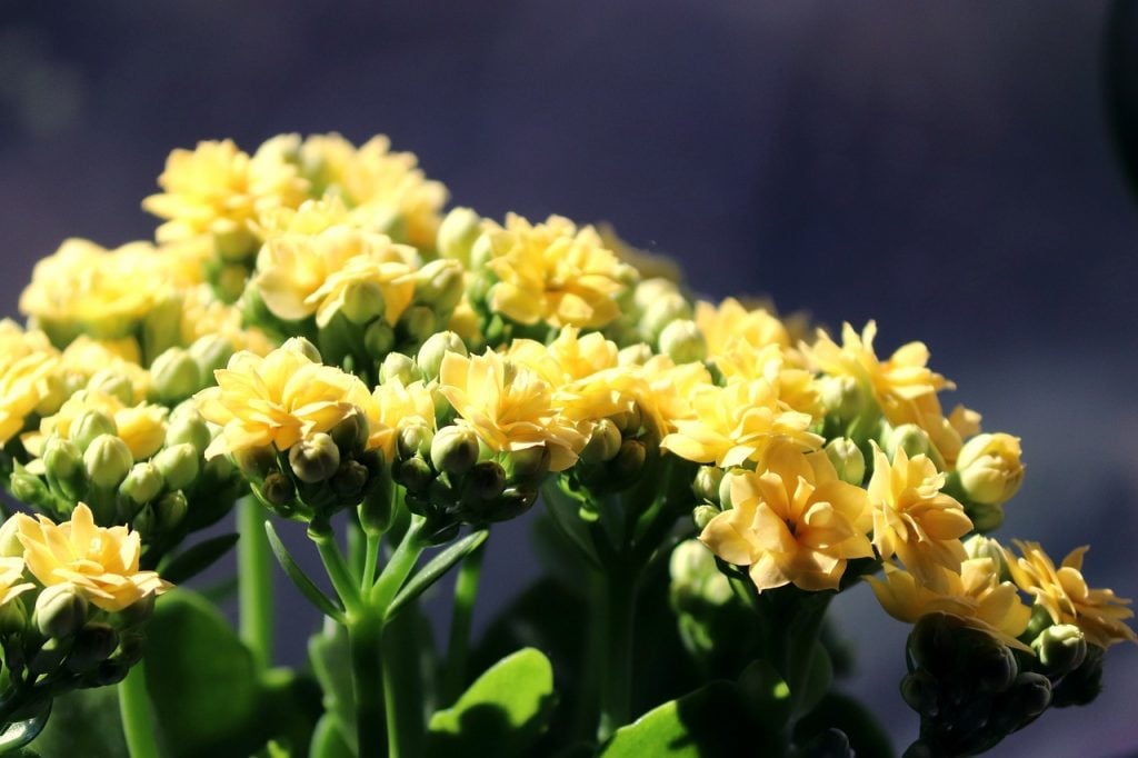 flores para apartamento com pouca luz
