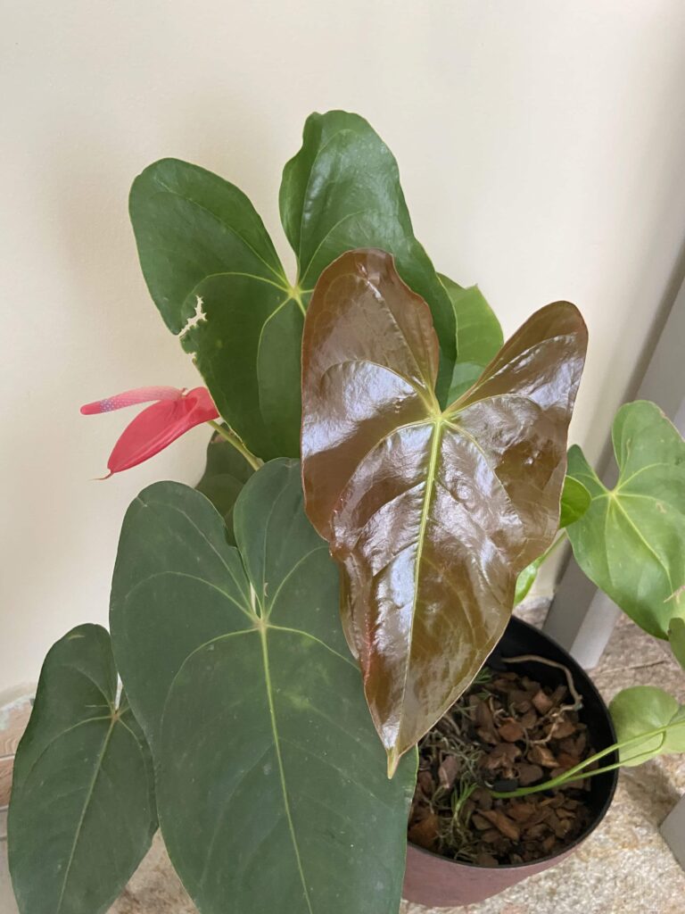 plantas de interior com flores