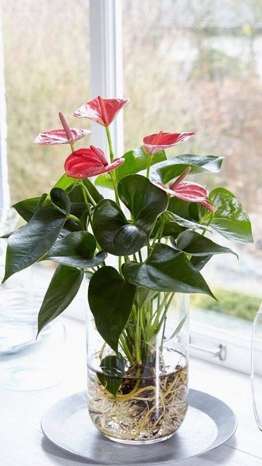 plantas de interior seguras para pets