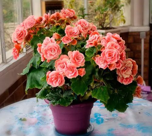 plantas pendentes para interior