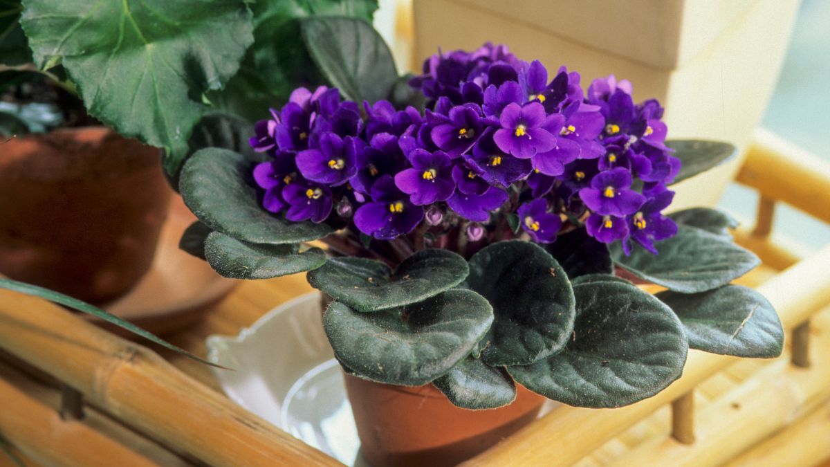 flores de baixa manutenção