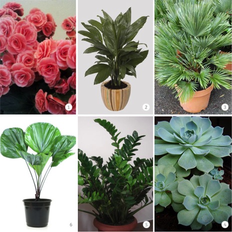 plantas de interior para iniciantes