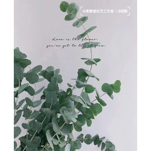 custo benefício folhas de eucalipto para decoração