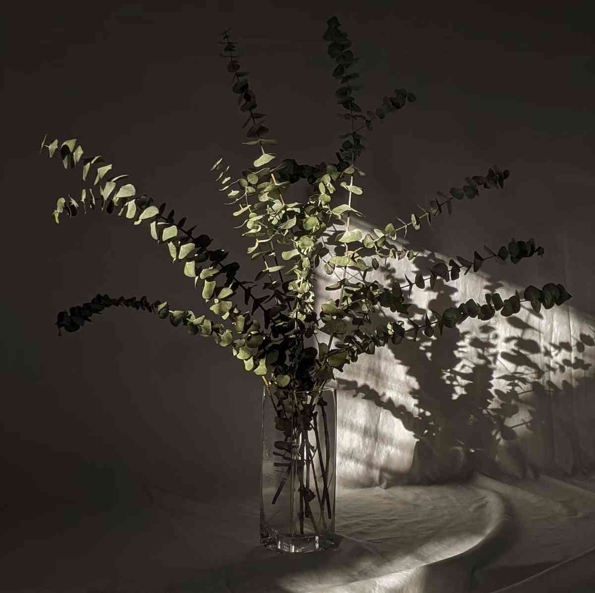 como evitar folhas de eucalipto murchas na decoração