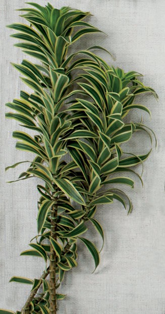 folhagem para decoração