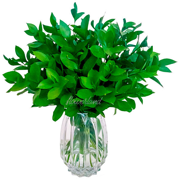 folhagem para decoração