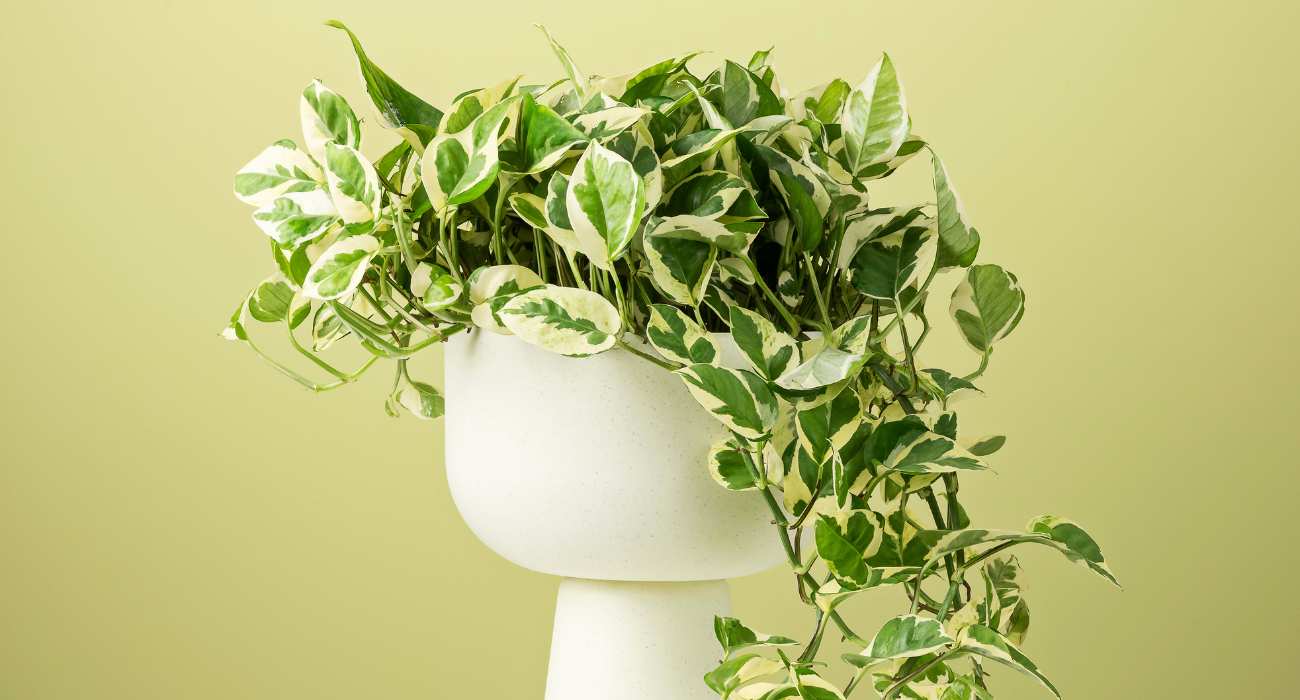 erros comuns ao usar folhagens na decoração de festas