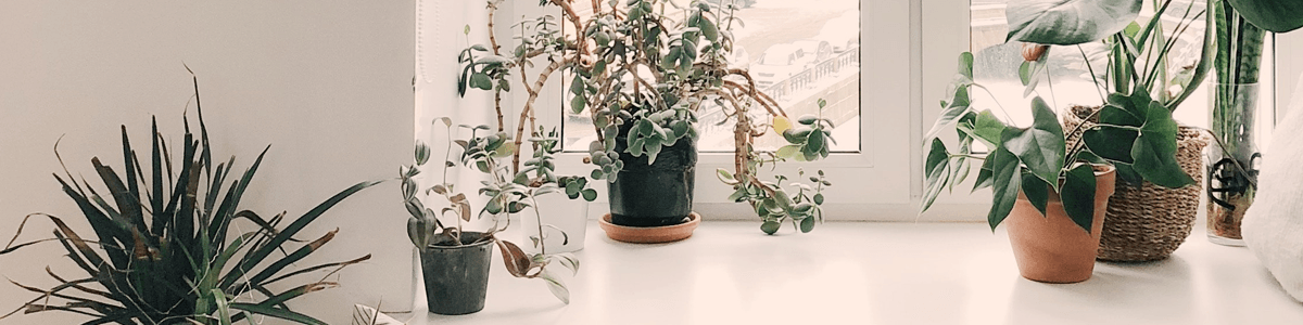 folhas para decoração