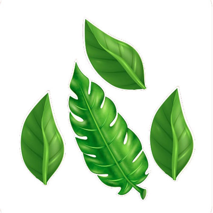 plantas de fácil cultivo com folhas miúdas