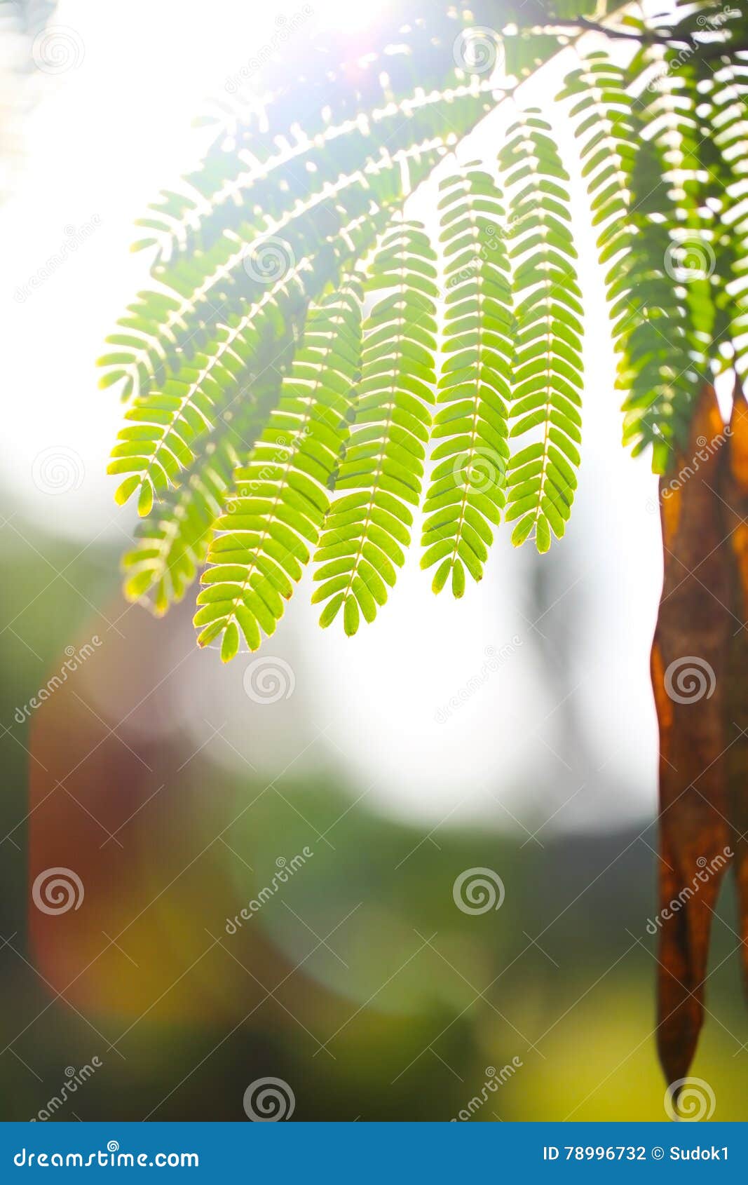 plantas de fácil cultivo com folhas miúdas