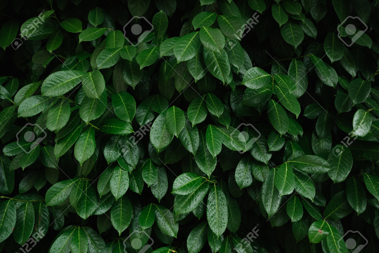 plantas pendentes com folhas pequenas