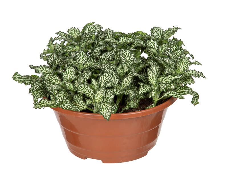 plantas com folhas pequenas para interiores