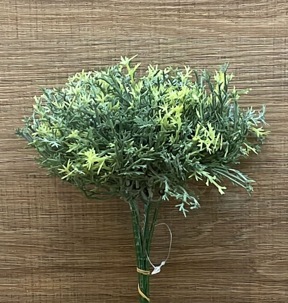 plantas de fácil cultivo com folhas miúdas