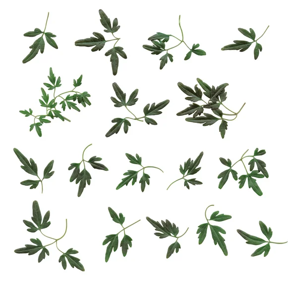 plantas pendentes com folhas pequenas