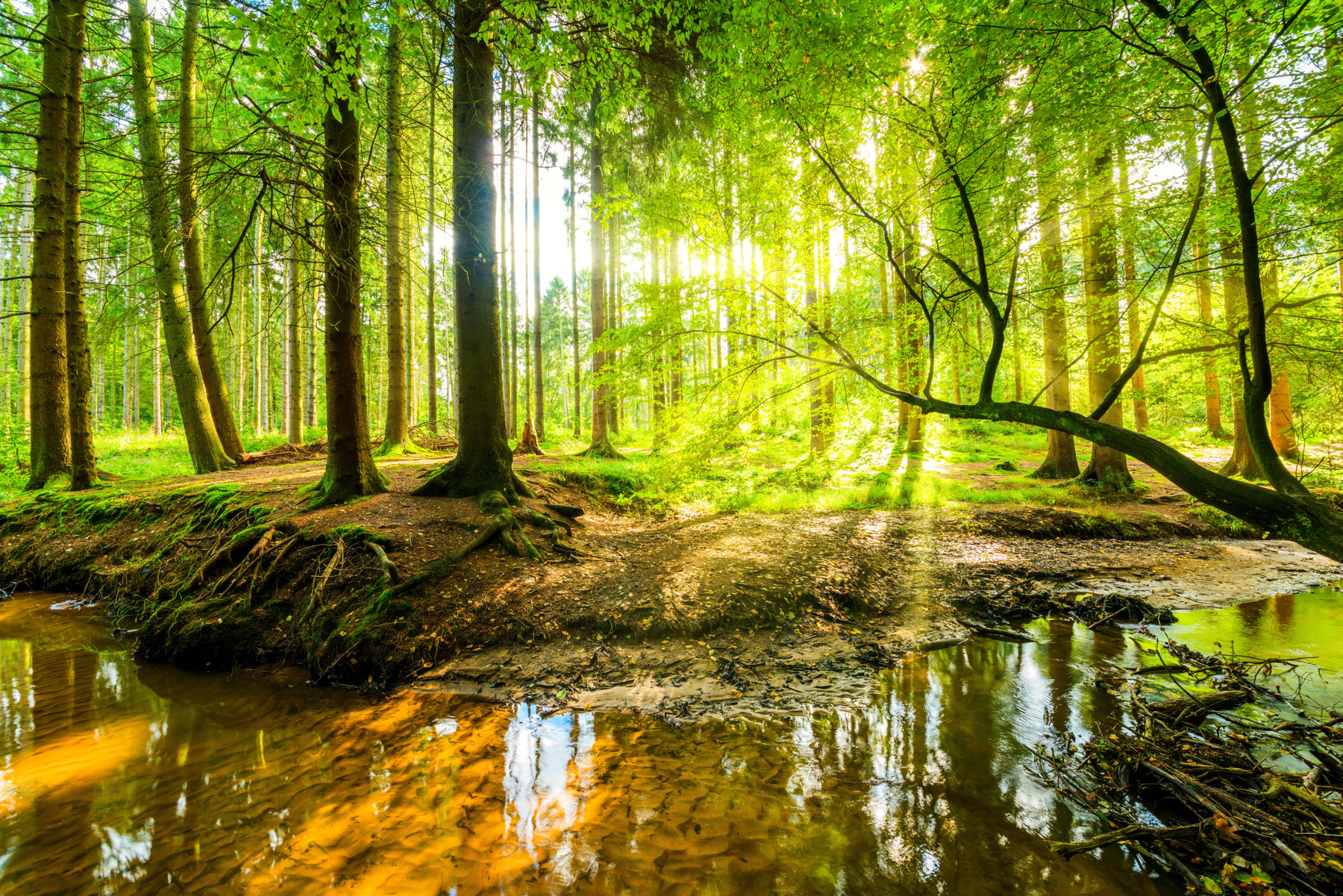 forest wallpaper for phone
