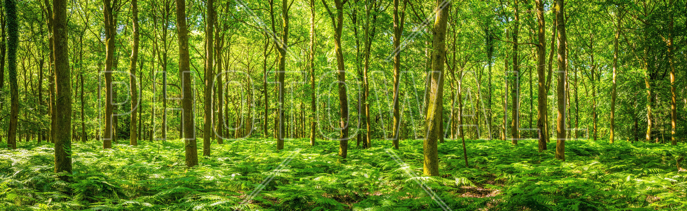 summer forest wallpaper
