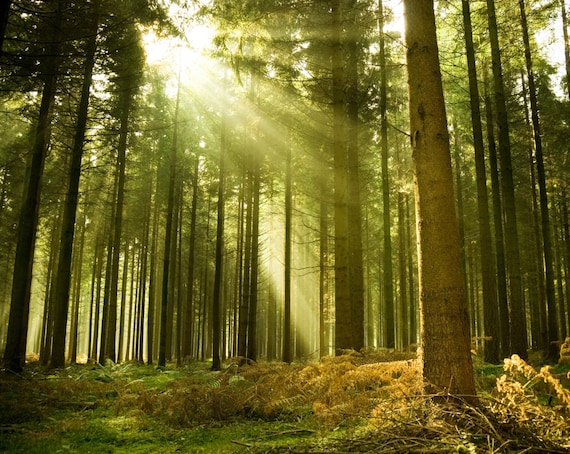 autumn forest wallpaper