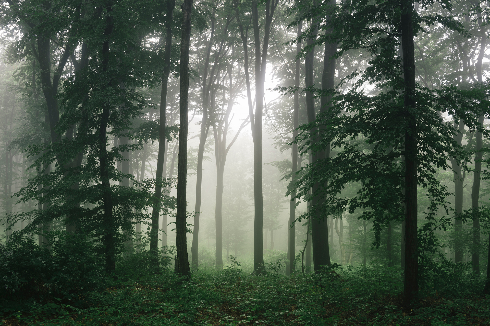 bamboo forest wallpaper