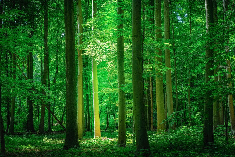 redwood forest wallpaper