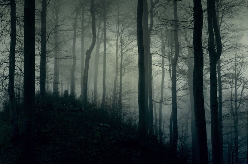 forest animal wallpaper