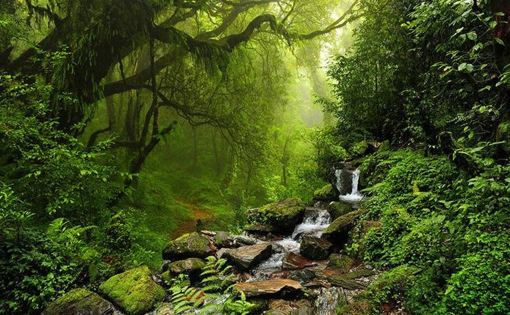 forest path wallpaper