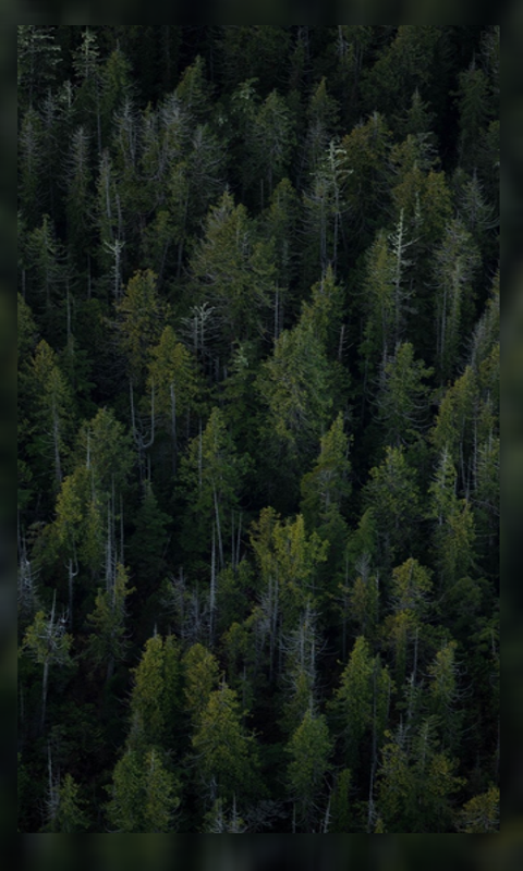 forest stream wallpaper
