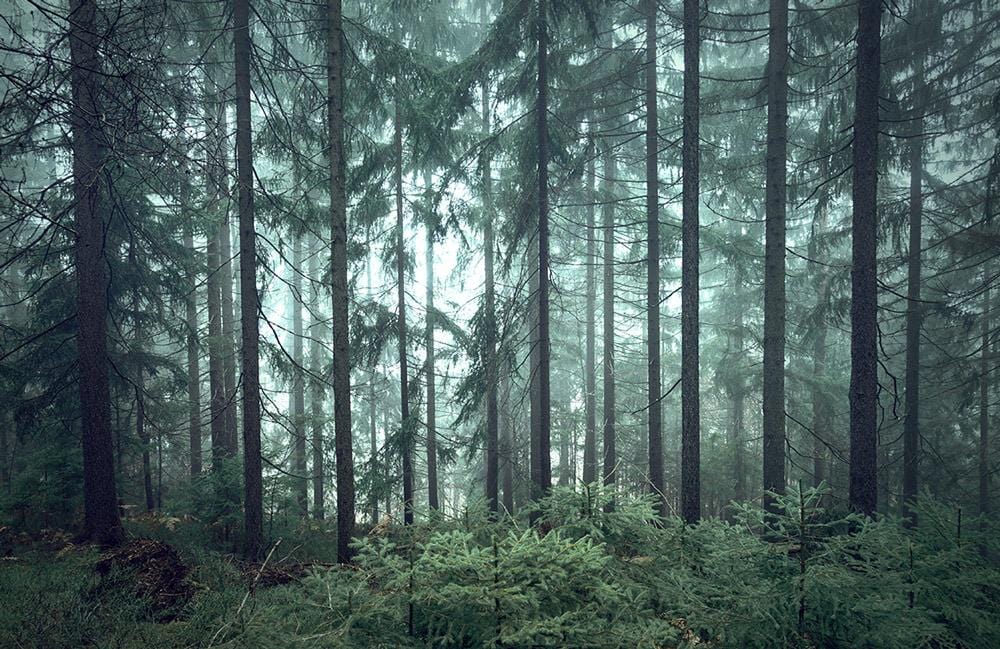forest wallpaper 4k